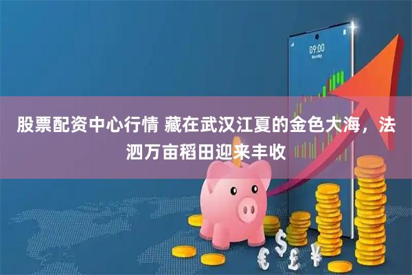 股票配资中心行情 藏在武汉江夏的金色大海，法泗万亩稻田迎来丰收